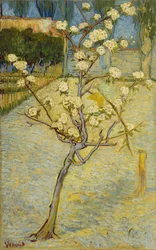 Blooming Pear Tree